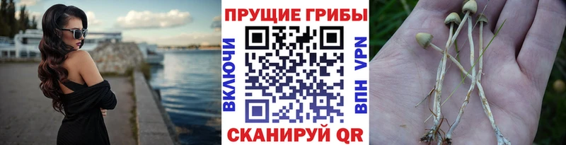 Галлюциногенные грибы Magic Shrooms  даркнет какой сайт  Узловая 